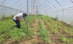 Emekli madenci ata tohumuyla domates yetiştiriyor