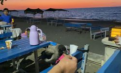 Düzce'de bir kişi sahilde otururken masasına gelen kargayı elleriyle besledi