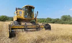 Kastamonu'da siyez buğdayının hasadı başladı
