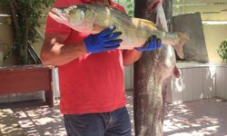 Sinop'ta amatör balıkçı olta ile 1,5 metre uzunluğunda yayın balığı tuttu