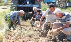 AB tescilli Taşköprü sarımsağında hasat süreci tamamlandı