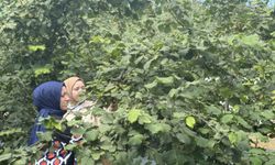 FINDIK İŞÇİLİĞİ YEVMİYESİ BELLİ OLDU