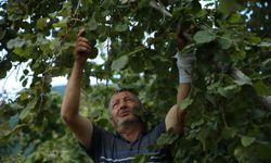 Ordu'da üreticiler fındık hasadına başladı