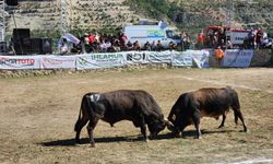 Ardanuç Kültür Sanat Festivali boğa güreşleriyle sona erdi