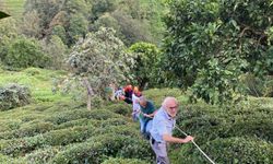 Rize'de teli kopan ilkel teleferikten çay bahçesine atlayan kadın yaralandı