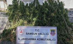 Samsun’da jandarma 728 kök kenevir ele geçirdi