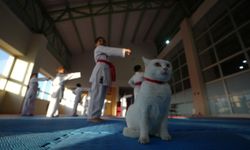 Sevimli kedi "Karate Cat" antrenmanların neşe kaynağı oldu