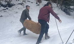 Bolu'da yaban hayvanları için doğaya yem bırakıldı