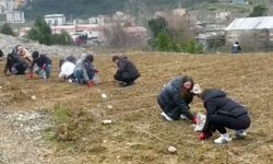 TEK DAL FINDIK TOHUMLARI TOPRAKLA BULUŞTU