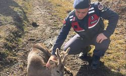 Kastamonu'da jandarmanın devriye sırasında bulduğu yaralı karaca tedavi edildi