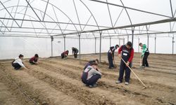 Çorum'da öğrenciler lise bahçesinde kurulan serada uygulamalı tarım eğitimi görüyor