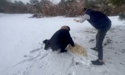 Hamamözü'nde yaban hayvanları için doğaya yem bırakıldı