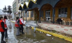 Havza'da Genç Kızılay gönüllüleri sokak hayvanlarını besledi