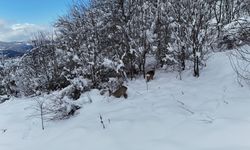 Kastamonu'da karda yürüyen 2 karaca dronla görüntülendi