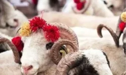 2025 Kurban Hizmetleri Tebliği yayımlandı