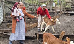 Artvinli besiciye dördüz buzağı sürprizi