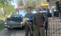 Bolu'da tedavisi tamamlanan 15 yaban hayvanı doğaya salındı
