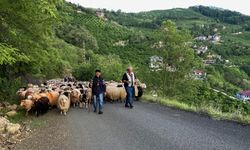 Doğu Karadeniz'de besicilerin yaylalara göçü sürüyor