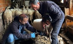 Gerze'de küçükbaş hayvanlara aşılama ve kimliklendirme çalışması yapıldı