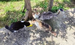 Giresun'da geleceğin şefleri sahipsiz hayvanlar için mama hazırladı