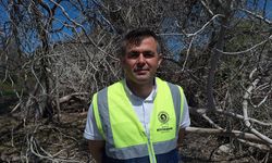 Göç rotasındaki Kızılırmak Deltası her yıl yüzlerce kuş türünü ağırlıyor