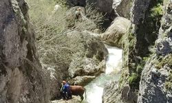 Kastamonu'da akarsuya düşen büyükbaş hayvanı AFAD ekibi kurtardı
