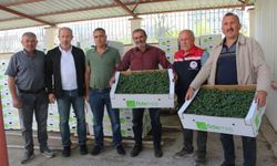 Tokat'ta çiftçilere 49 bin yerli sebze dağıtıldı