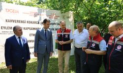 Arhavi'de kahverengi kokarcayla mücadele için samuray arıları doğaya bırakıldı