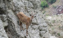 Artvin'de Çoruh Vadisi'ne inen yaban keçileri görüntülendi