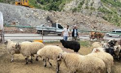 Artvin'deki hayvan pazarında kurbanlıklar alıcılarını bekliyor