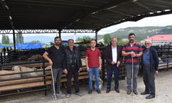 Boyabat ilçesinde canlı hayvan pazarı açıldı