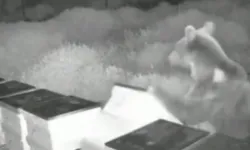 Düzce’de arı kovanlarına ayı saldırısı! Kovanları parçaladı, balları yedi!