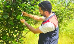 Düzce'de kahverengi kokarcayla mücadele sürüyor