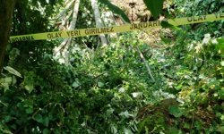 KESTİĞİ AĞAÇ ÇARPTI, HAYATINI KAYBETTİ