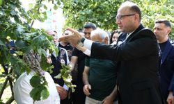 Giresun'da kahverengi kokarca ile mücadele edecek samuray arıları doğaya salındı