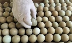 Kahverengi kokarcayla biyolojik mücadele için Karadeniz'de doğaya 3 bin sülün salınacak