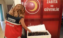 Kastamonu'da sağlıklı koşullarda olmadığı için el konulan 45 kilogram midye imha edildi