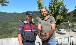 Kastamonu'da tedavileri tamamlanan kuşlar doğaya salındı