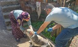 Salıpazarı'nda sahipli kedi ve köpekler kimliklendiriliyor