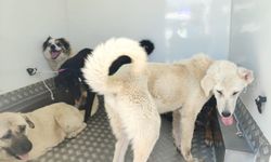 Samsun'da sürü halinde gezen 37 sahipsiz köpek toplandı