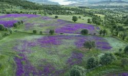 Şebinkarahisar'da çayırlar mor çiçeklerle süslendi