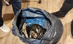 Sinop'ta izinsiz yabani orkide satışına ilişkin idari işlem