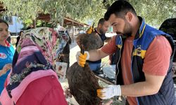 Sinop'ta kaçak avlanan 1611 kalkan balığı ele geçirildi
