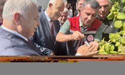 Trabzon'da kahverengi kokarcayla mücadele edecek samuray arıları doğaya salındı