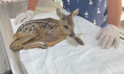Yavru karaca korumaya alındı