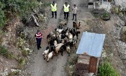 Artvin'de kaybolan keçileri jandarma ekipleri buldu