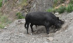 Artvin'de üç aydır antrenman yapan boğalar arenaya çıkmaya hazır