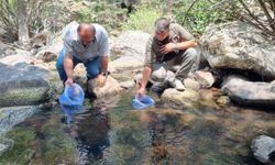 Bolu'da 12 bin kırmızı benekli alabalık yavrusu derelere bırakıldı