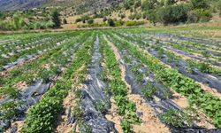 Çamoluk'ta tarımsal projeler meyvelerini vermeye başladı