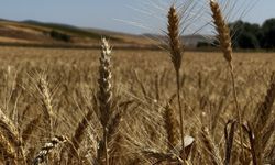 Çorum'da atıl arazide üretilen buğdaydan elde edilecek un ihtiyaç sahiplerine dağıtılacak